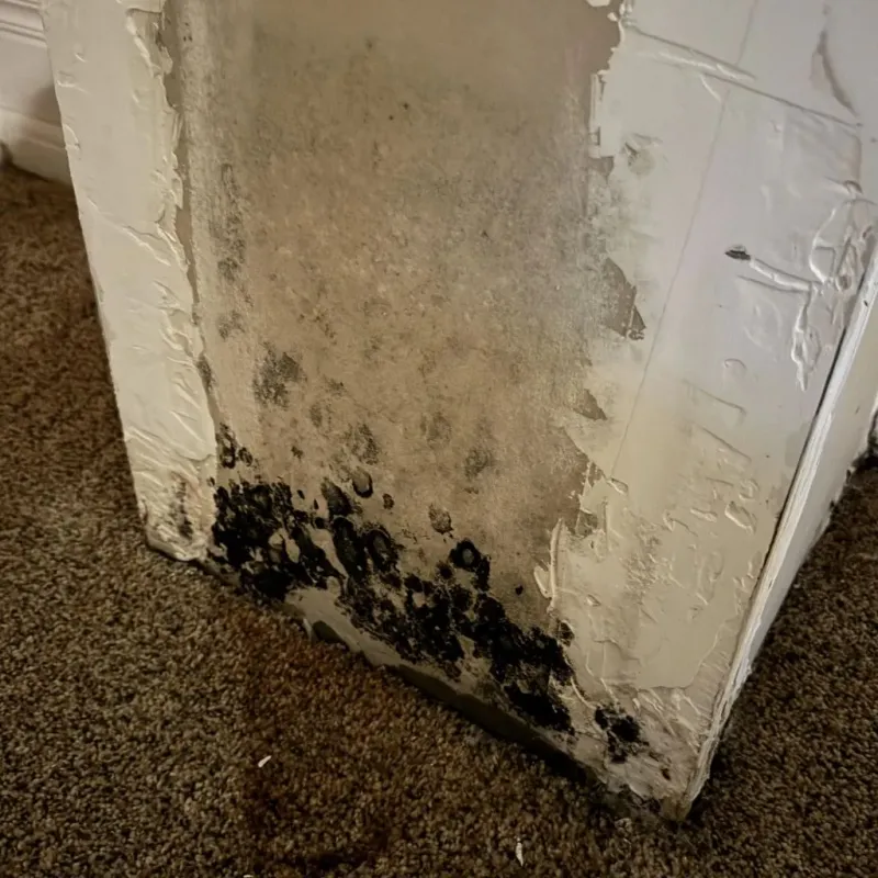 Professional Mold Removal in Potterville, MI